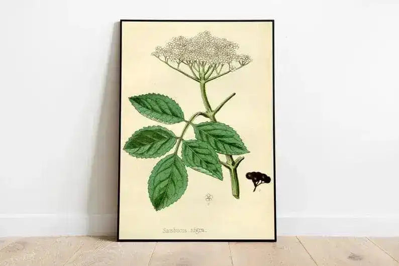 Black Elderberry Flower Wall Print| Botanical Art