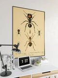 Ants Poster Print| Vintage Science Print