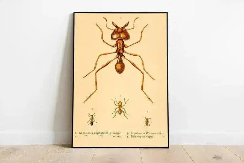 Ants Poster Print| Vintage Science Print